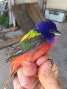 male painted bunting in hand
